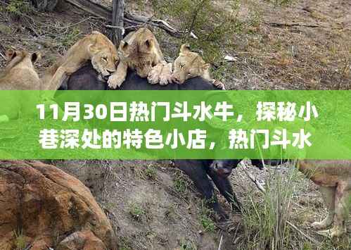 探秘小巷特色小店，一场不期而遇的斗水牛惊喜之旅