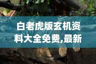 白老虎版玄机资料大全免费,最新解答方案_D版4.302