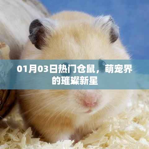 萌宠新星,仓鼠魅力闪耀全场 01月03日热门盘点