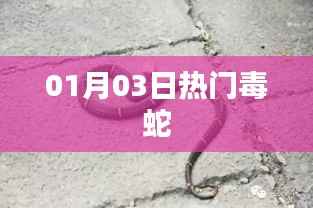 毒蛇热门事件,揭秘一月三日最新动态